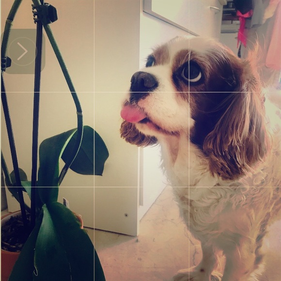 Meet The Posher !! 🌸🎀💍 - Picture 11 of 16